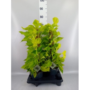 Epipremnum   ...