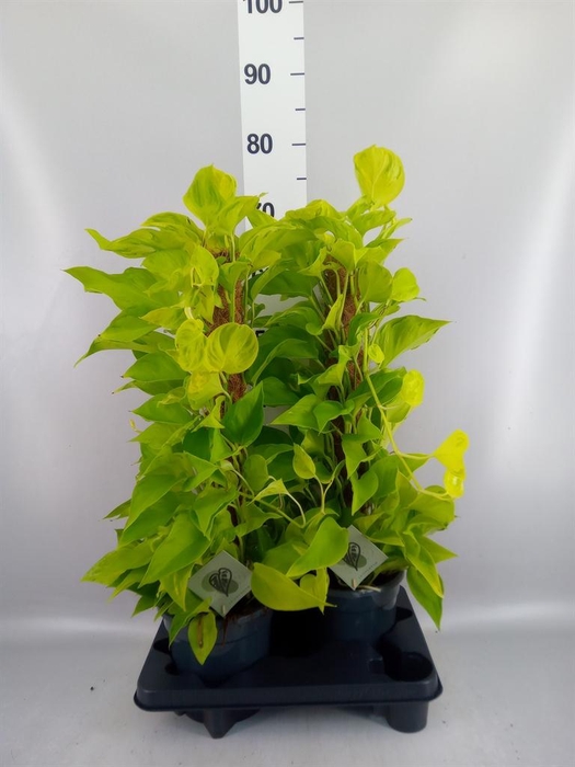 <h4>Epipremnum ...</h4>