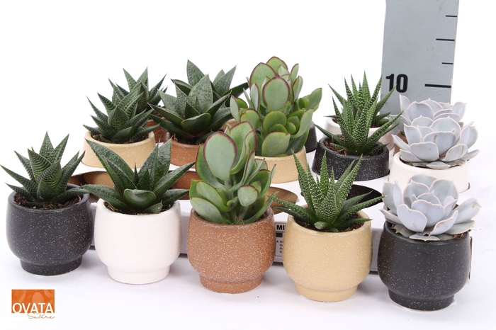 <h4>SUCC GEM 5 SRT</h4>