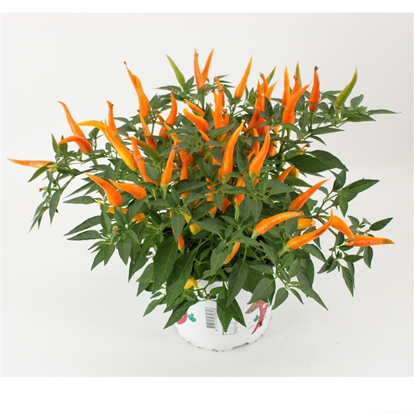 <h4>Capsicum Sombrero Santos Orange</h4>