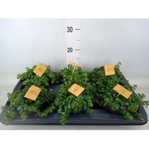 Sedum makinoi 'Kosmosje'