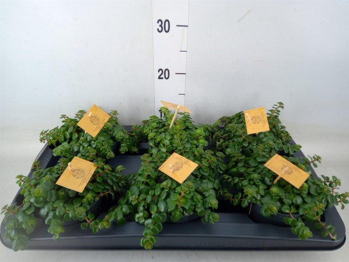 <h4>Sedum makinoi 'Kosmosje'</h4>