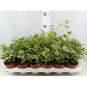 Hedera helix 'Eva'