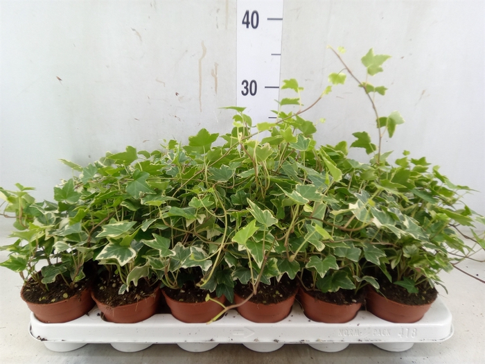 <h4>Hedera helix 'Eva'</h4>