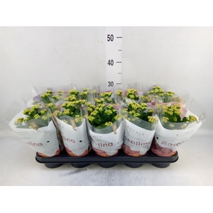 Kalanchoe blos. 'RosDon Pedro'