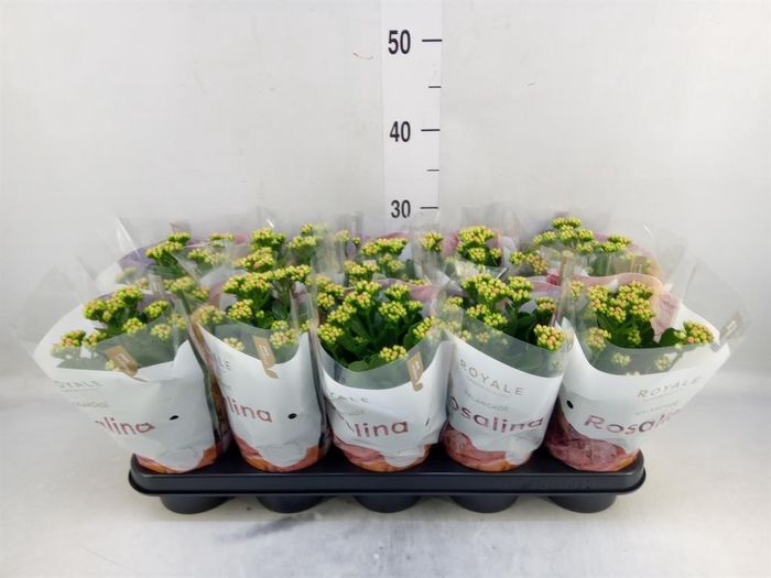 <h4>Kalanchoe blos. 'RosDon Pedro'</h4>