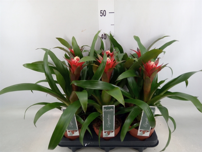 <h4>Guzmania   ...</h4>