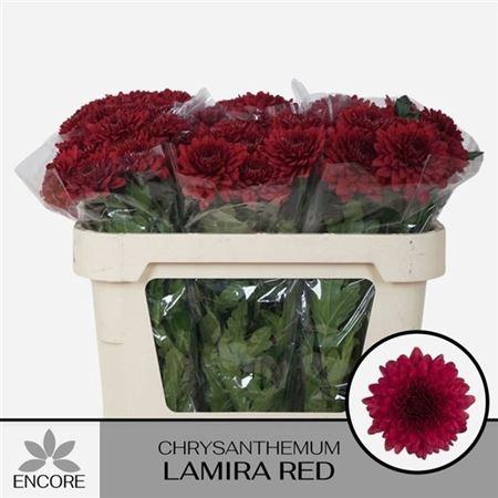 <h4>Chr G Lamira Red</h4>