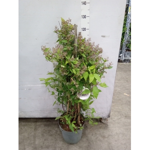Deutzia   ...