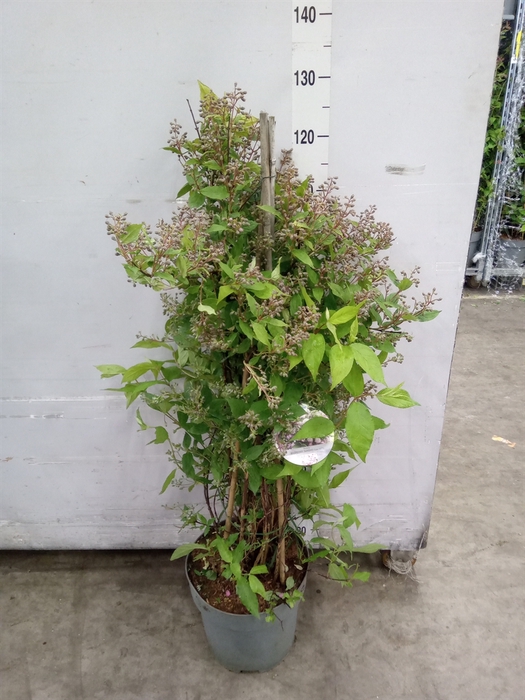 <h4>Deutzia   ...</h4>