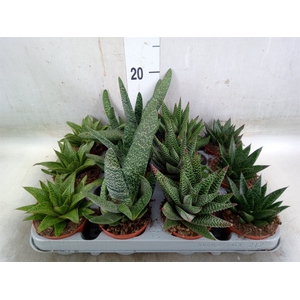 Aloe   ...mix