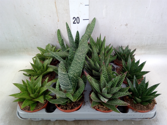 <h4>Aloe   ...mix</h4>