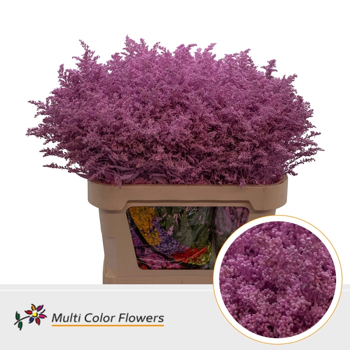 <h4>Solidago Rose Nieuw</h4>