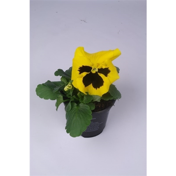 <h4>Viola Colossus F1 Yellow with Blotch</h4>