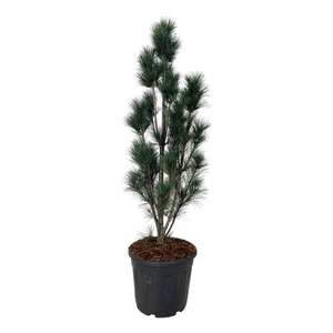 Pinus strobus 'Stowe Pillar'