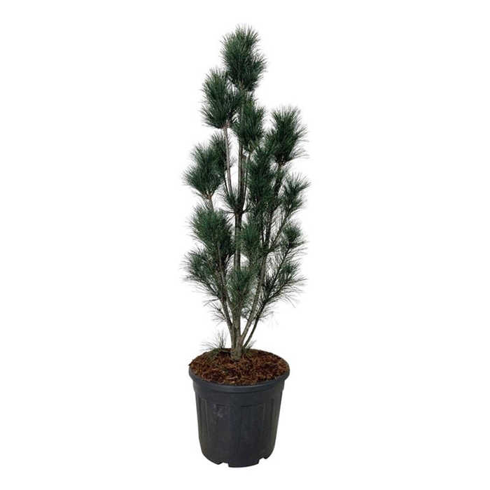 <h4>Pinus strobus 'Stowe Pillar'</h4>