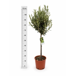 OLEA EUROPAEA