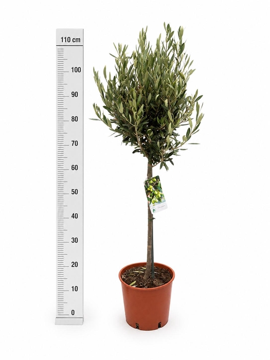 <h4>OLEA EUROPAEA</h4>