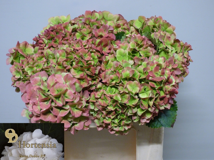 <h4>HYDR M CH VERENA CL</h4>