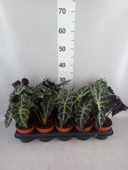 <h4>Alocasia amazonica 'Polly'</h4>