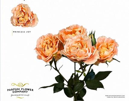 Rosa Spray Princess Joy