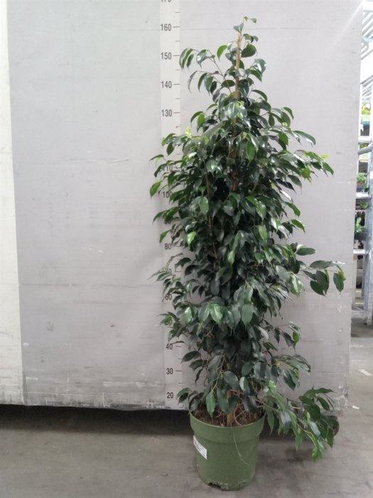 <h4>Ficus benja. 'Midnight Lady'</h4>