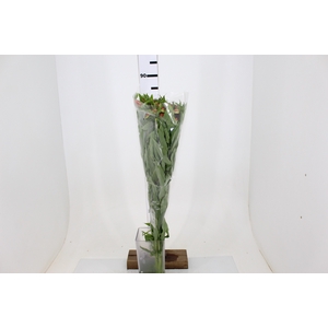 ALSTROEMERIA ORANGE QUEEN 080 CM
