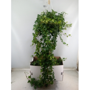 Hedera helix 'Wonder'