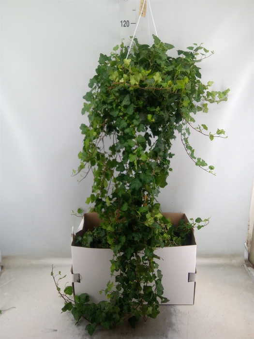 <h4>Hedera helix 'Wonder'</h4>