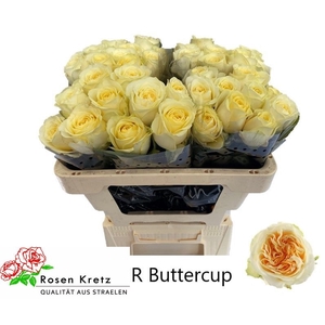 R GR BUTTERCUP