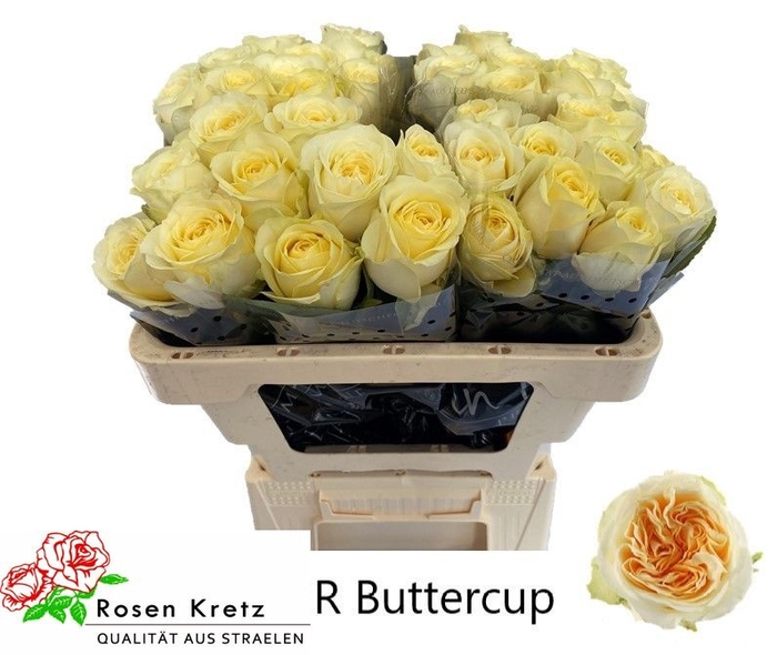 <h4>R GR BUTTERCUP</h4>