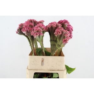 CEL C TURBO ROSE