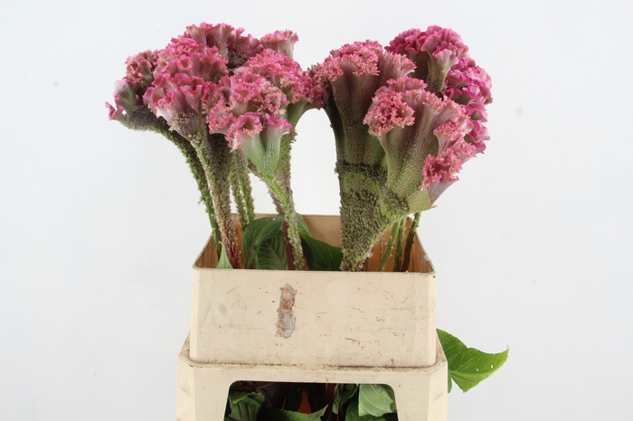 <h4>CEL C TURBO ROSE</h4>
