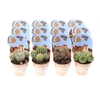 Cactus Overig potcover Potcover Indian Line, PV8025