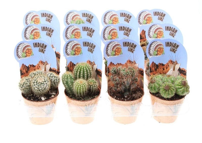 Cactus Overig potcover Potcover Indian Line, PV8025