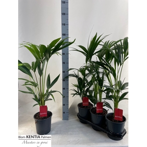 HOWEA FORSTERIANA