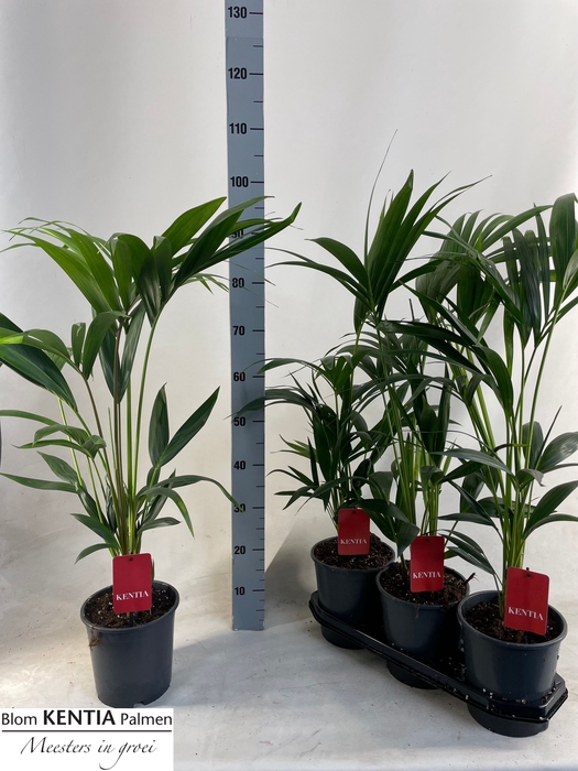 <h4>HOWEA FORSTERIANA</h4>