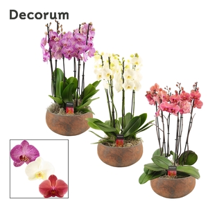 Yara 6 tak symphony mix (Deco-collection)