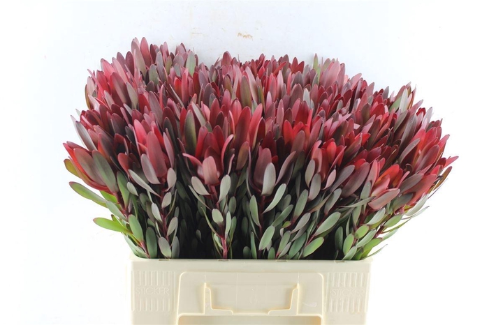 <h4>LEUCAD SAF SUNSET</h4>