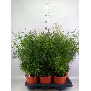 Asparagus falcatus