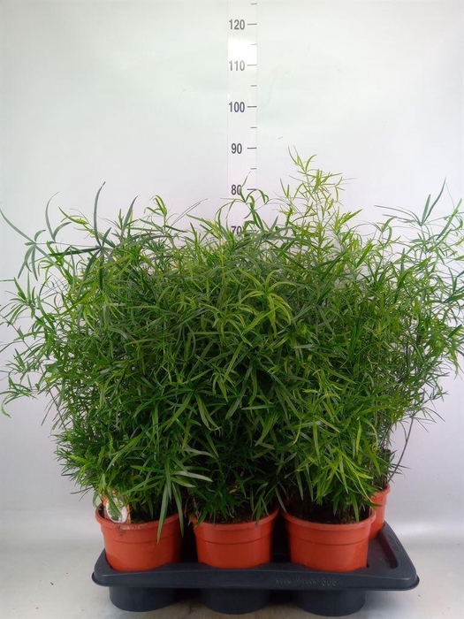 <h4>Asparagus falcatus</h4>