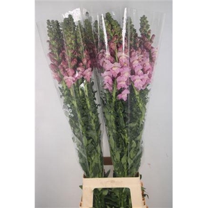 Antirrhinum It. Lavender