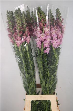 Antirrhinum It. Lavender