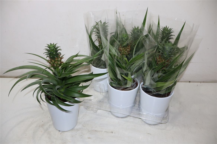 <h4>Ananas Mi Amigo In Keramiek</h4>