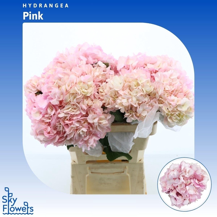 <h4>Hydrangea Pink</h4>
