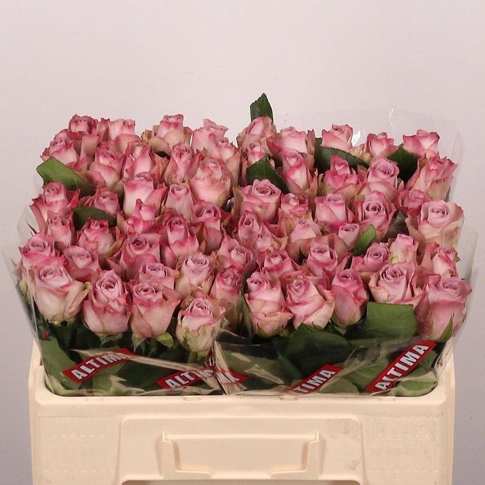 <h4>Rosa large memory lane</h4>