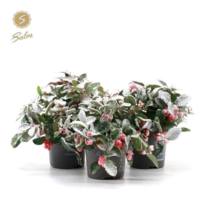 Gaultheria pr. 'Big Berry'® P10 + Snow