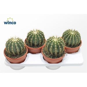 Ferocactus Schwarzii