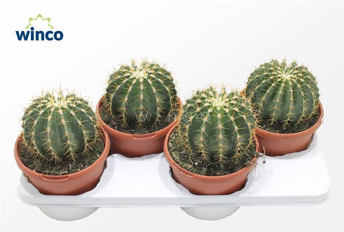 <h4>Ferocactus Schwarzii</h4>