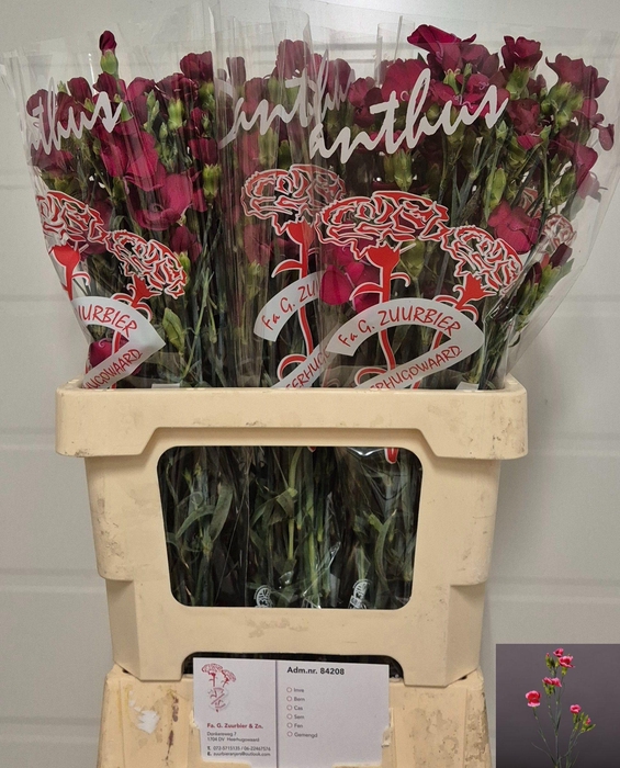 <h4>DI TE SOLOMIO SEM</h4>